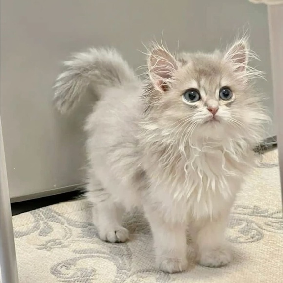 Meet your Posher, Titania - Picture 1 of 1